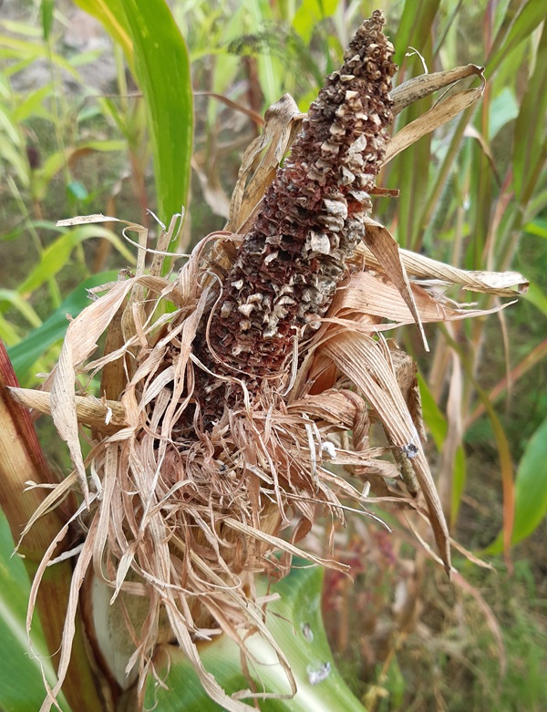 Fågeläten majskolv