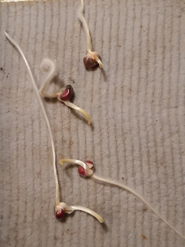 Groningsprov av majskorn