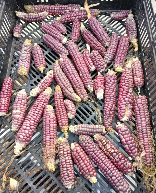 Kolvar av Montana Lavender Clay