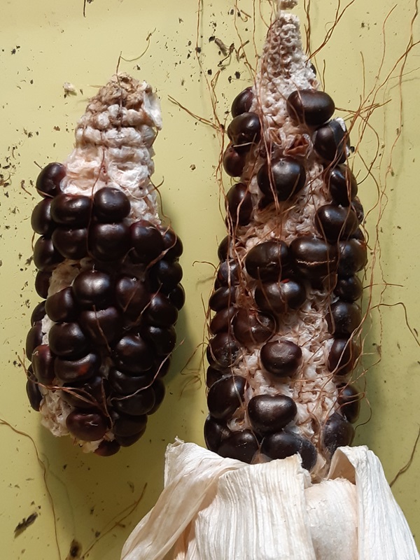 Två kolvar av Red Mandan