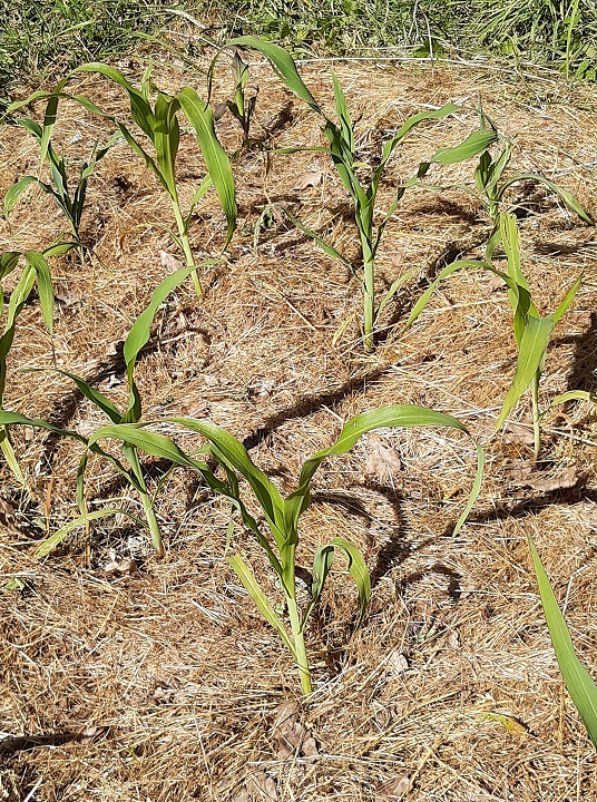 Knee high popcorn plants