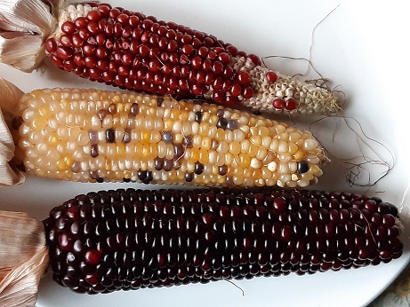 Korsade popcorn-kolvar